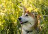 Co z shiba inu? Co z shiba inu?