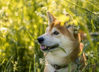 Co z shiba inu?
