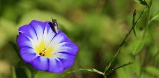 Do czego używa się wskaźników?