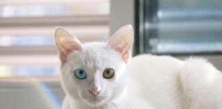 Na czym polega wizualizacja danych?