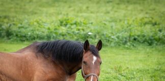Jak dobrać uchwyt do telewizora?