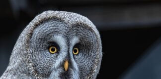 Czy darowizna to jest zbycie?