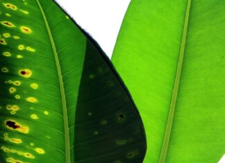 Jak porównać strony internetowe?