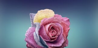 Czy człowiek może się zmienić pod wpływem miłości? Czy człowiek może się zmienić pod wpływem miłości?